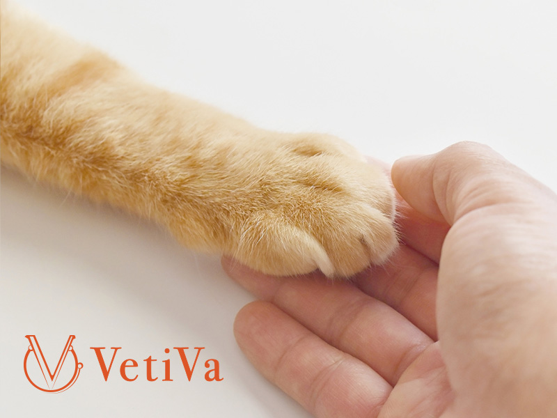 Web Design 網頁設計